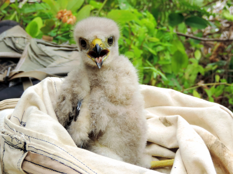 A Ridgway’s hawk nestling sitting in a cotton bag during insecticide treatment